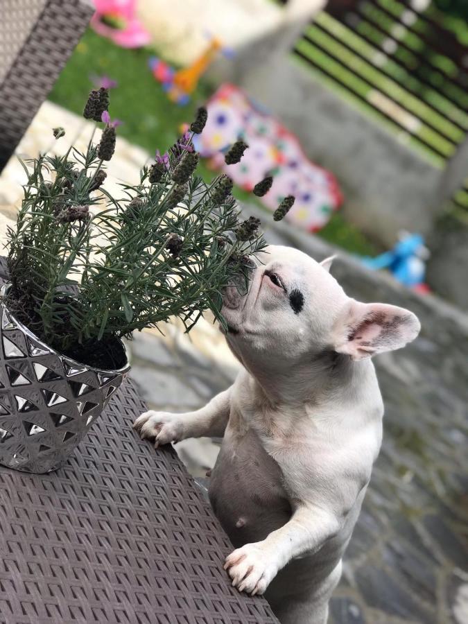 Vila Mama Jana Buşteni Exteriör bild